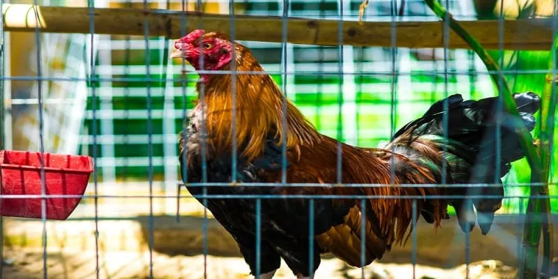 Các loại hình đá gà tại 33WIN5